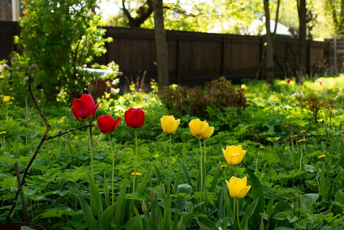 Цветы по дворе музея