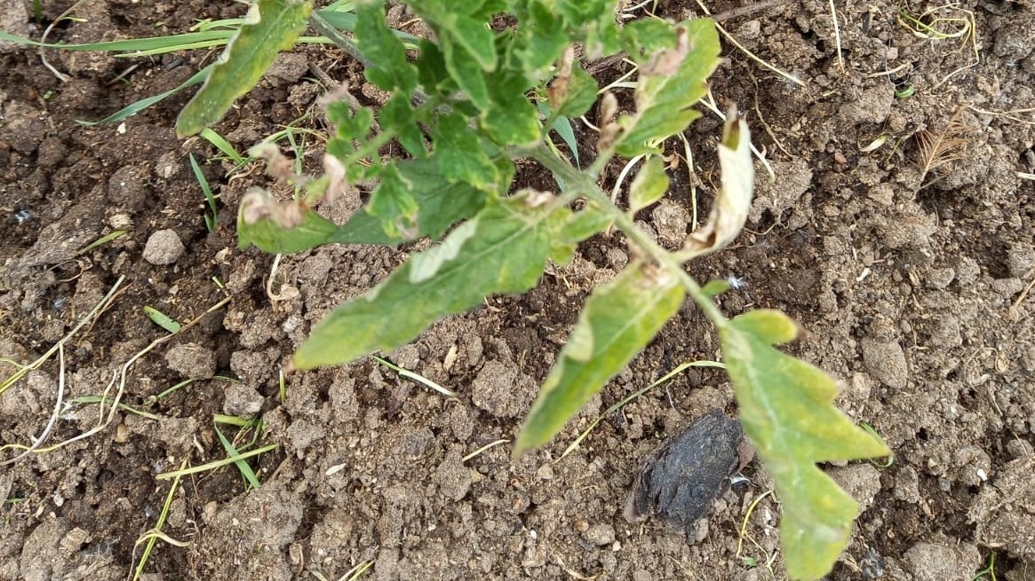 Типичное состояние томатов в июльскую жару без правильной подкормки