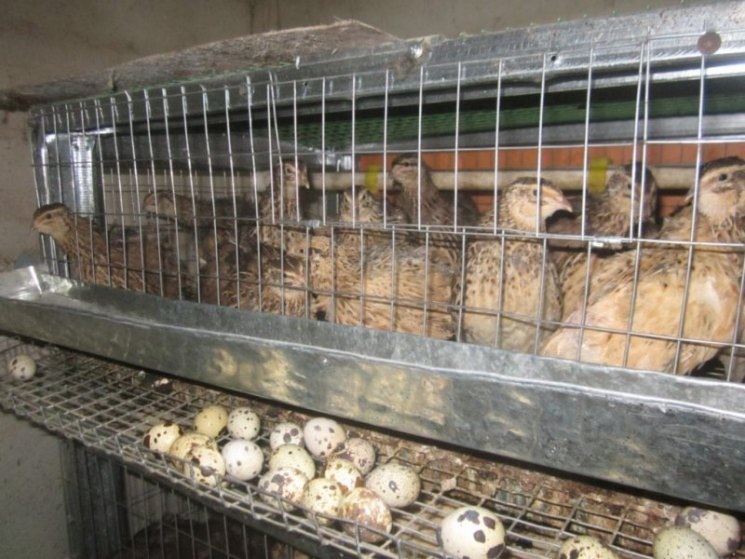 Фото: Яндекс Картинки