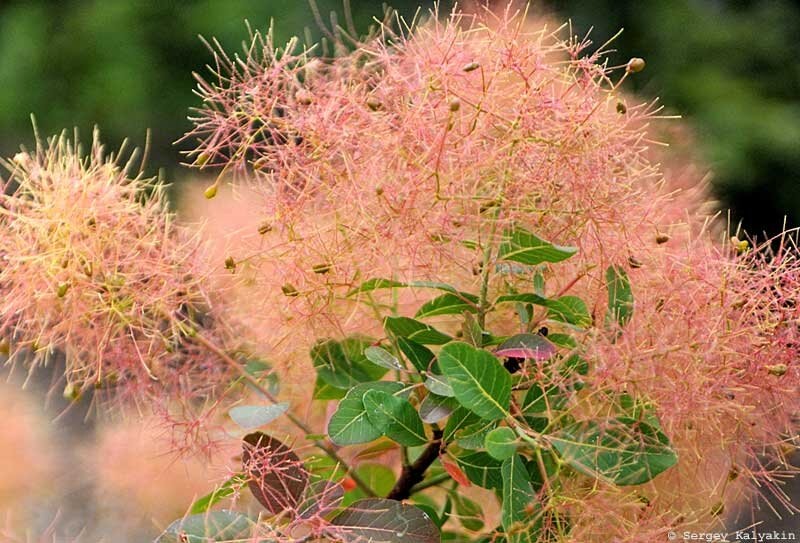 Скумпия кожевенная