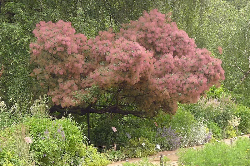 Скумпия кожевенная в Аптекарском огороде, Москва