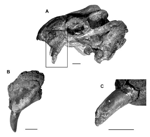 Череп винцерии (А) и клыки (В,С).