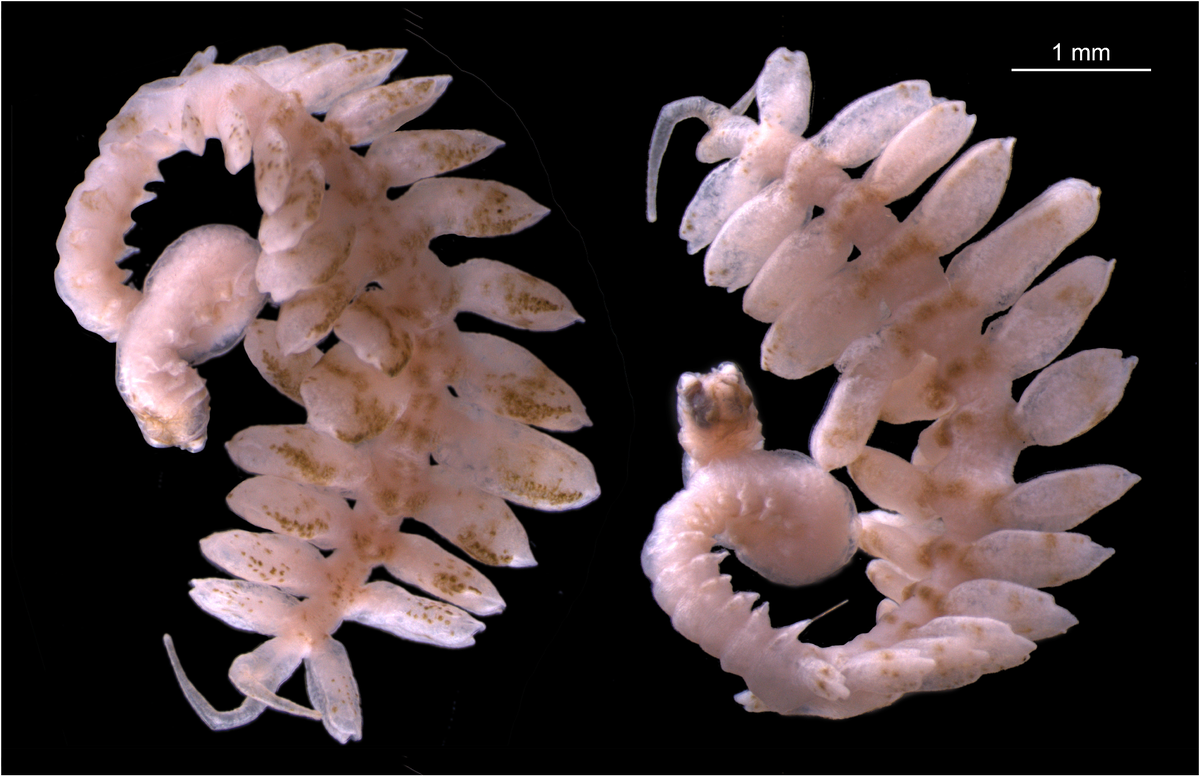 Мальдивская полихета Ctenophoricola tzetlini, примерно сантиметр в длину, почти в четыре раза длиннее сородичей из других океанов. По бокам сегментов передней части туловища – маленькие параподии (органы движения) с одной втягивающейся щетинкой на каждой из них, по бокам более массивной задней части – крупные параподии с пучками щетинок, которые едва выступают наружу. На заднем конце – пигидий (анальная лопасть) с парой длинных цирр (у сородичей они короткие). 