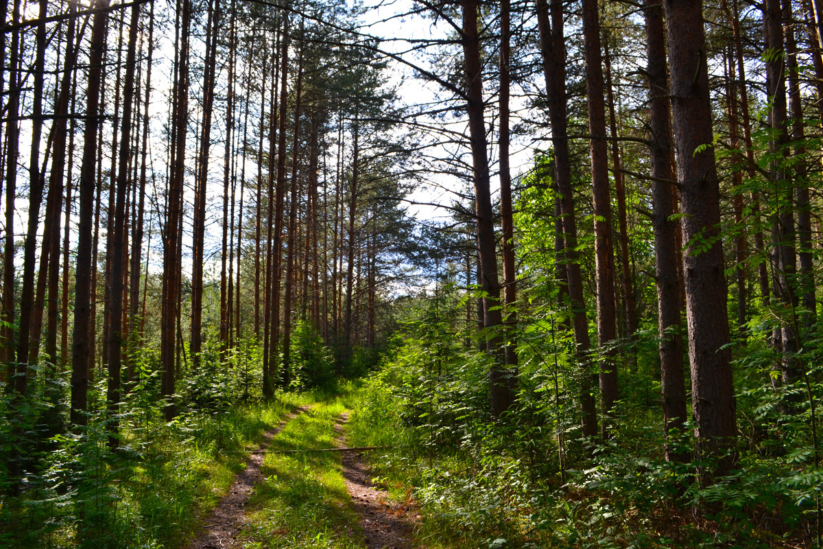 Дорога в бору на Бережке