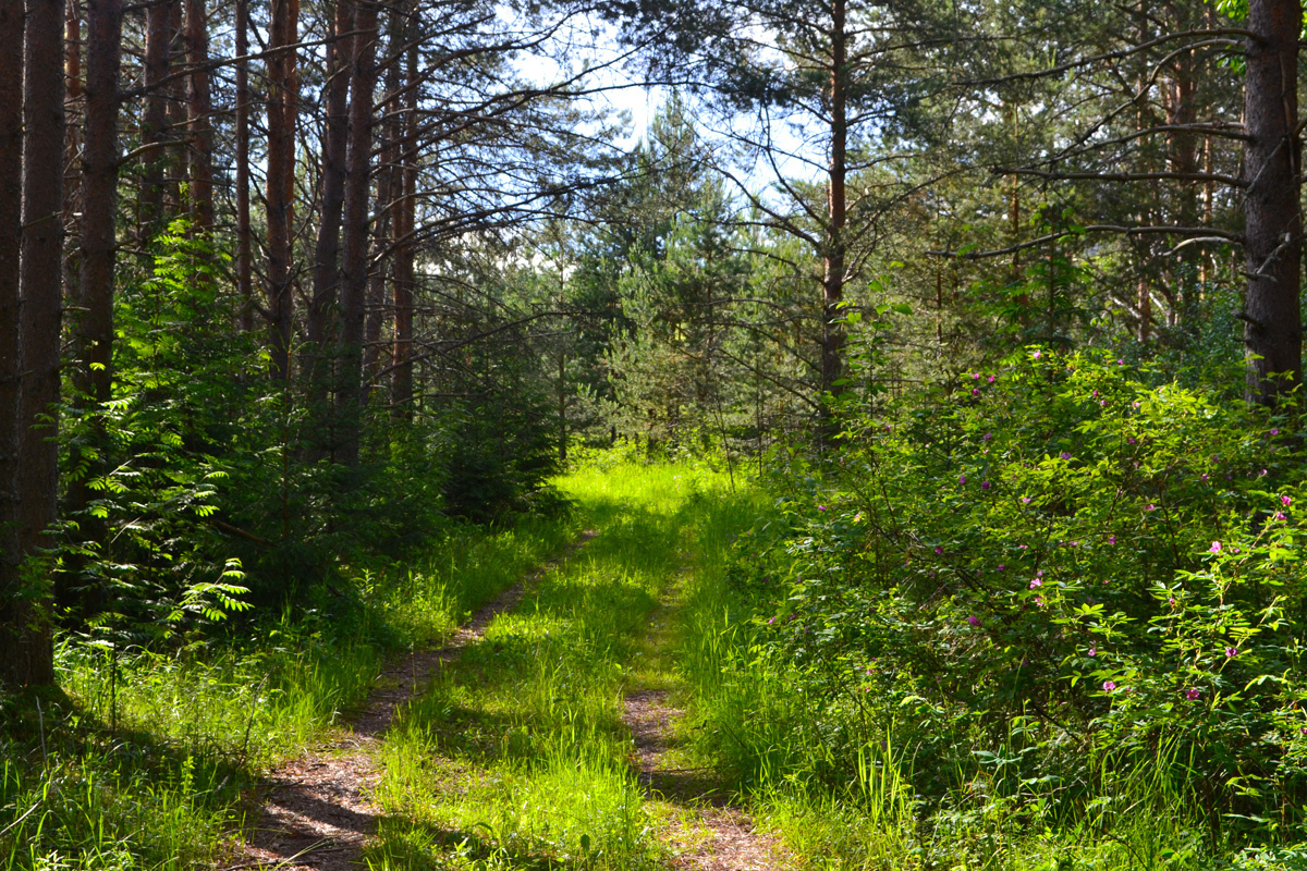 Дорога в бору