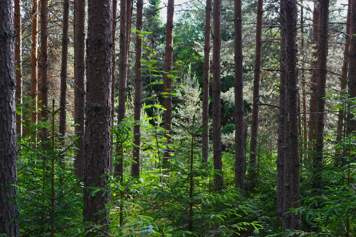 Бор на Бережке