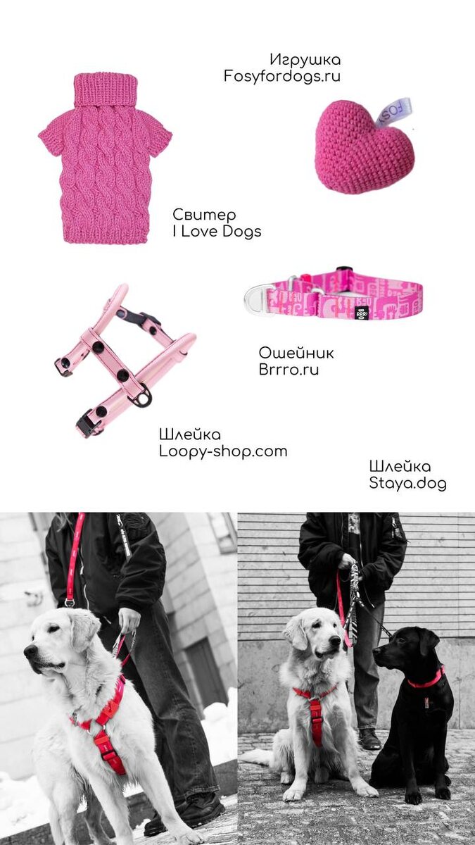 Яркая фуксия: подборка аксессуаров для собак от российских производителей