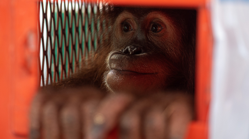    Фото: www.globallookpress.com/Peerapon Boonyakiat; 5-tv.ru