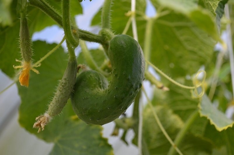 1 ст. л. на 10 л воды для полива огурцов, чтобы плоды не росли в форме груши