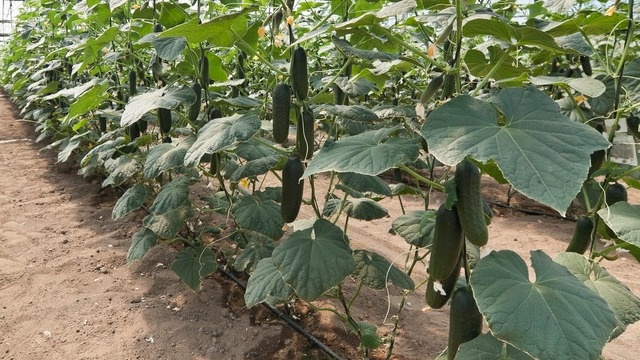 Смешиваю 2 ингредиента из кухни для огурцов в июле. Плодоносят волнами, когда грядки других пусты