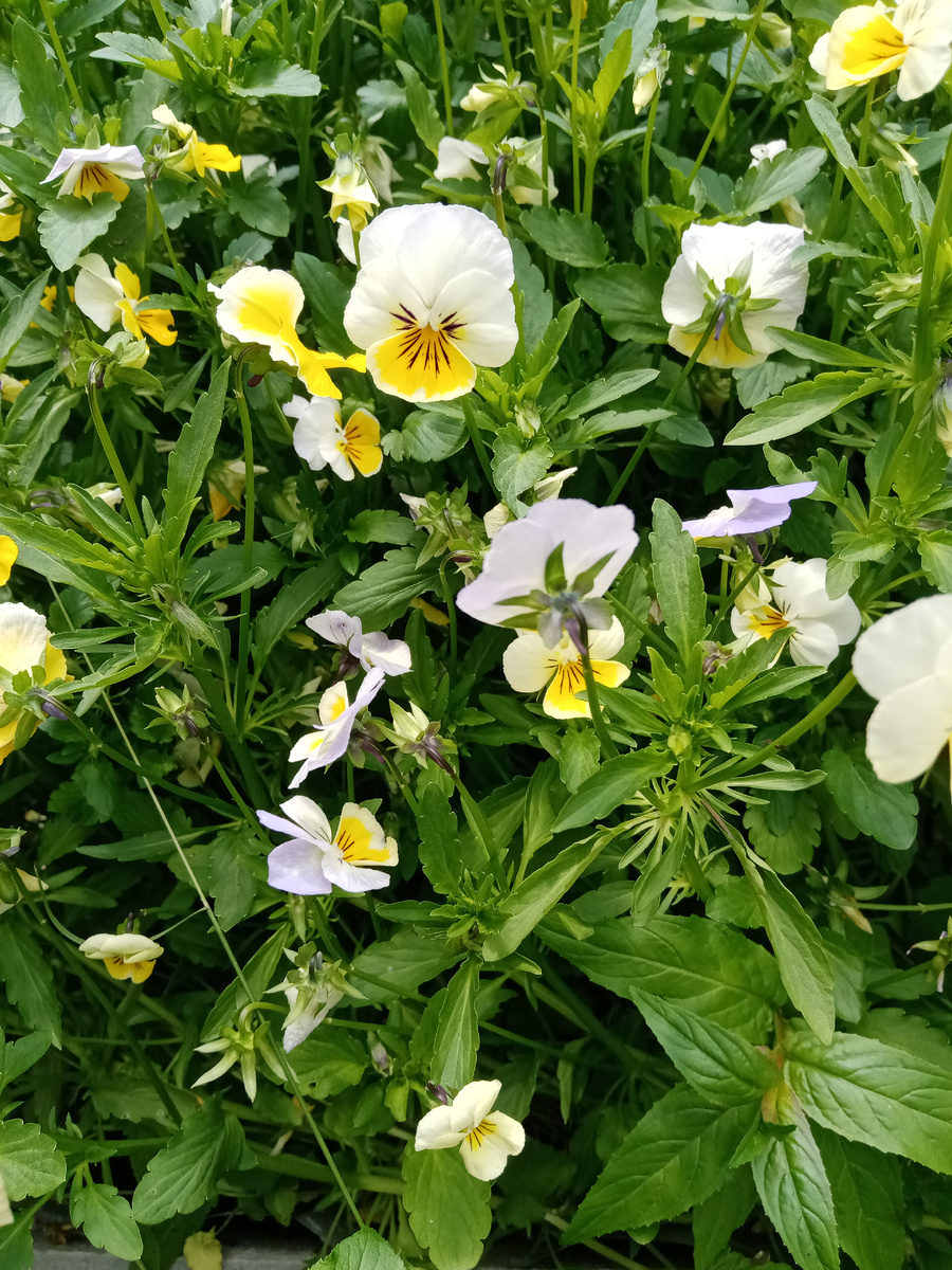 Опять цветочки. 