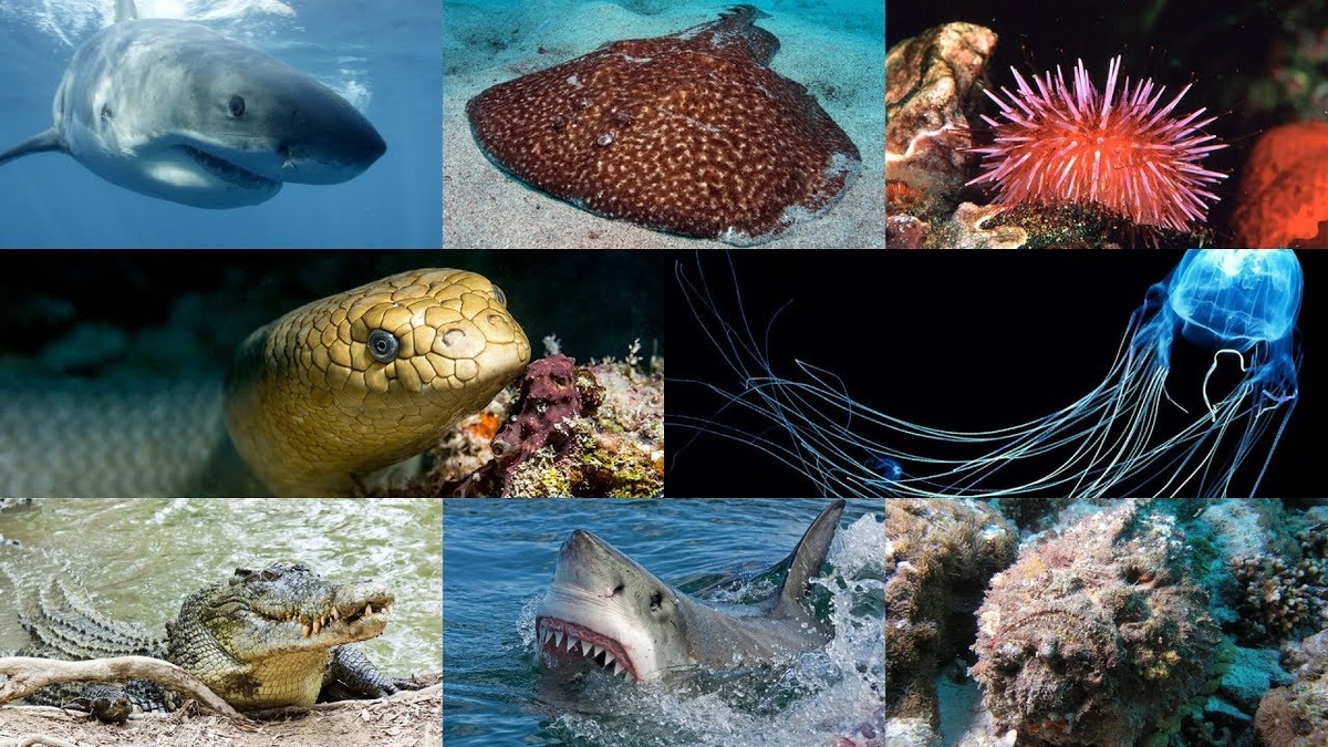 Опасные жители океана.