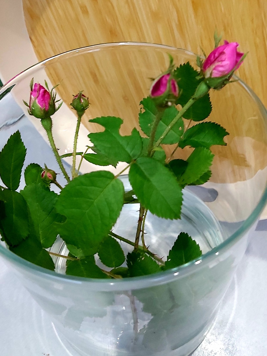 Фото 1: такие принесла