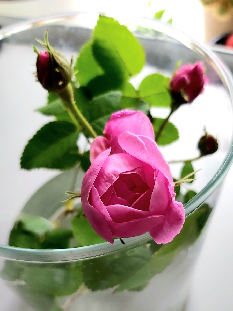 Фото 2: на следующий день, очень быстро развивается.