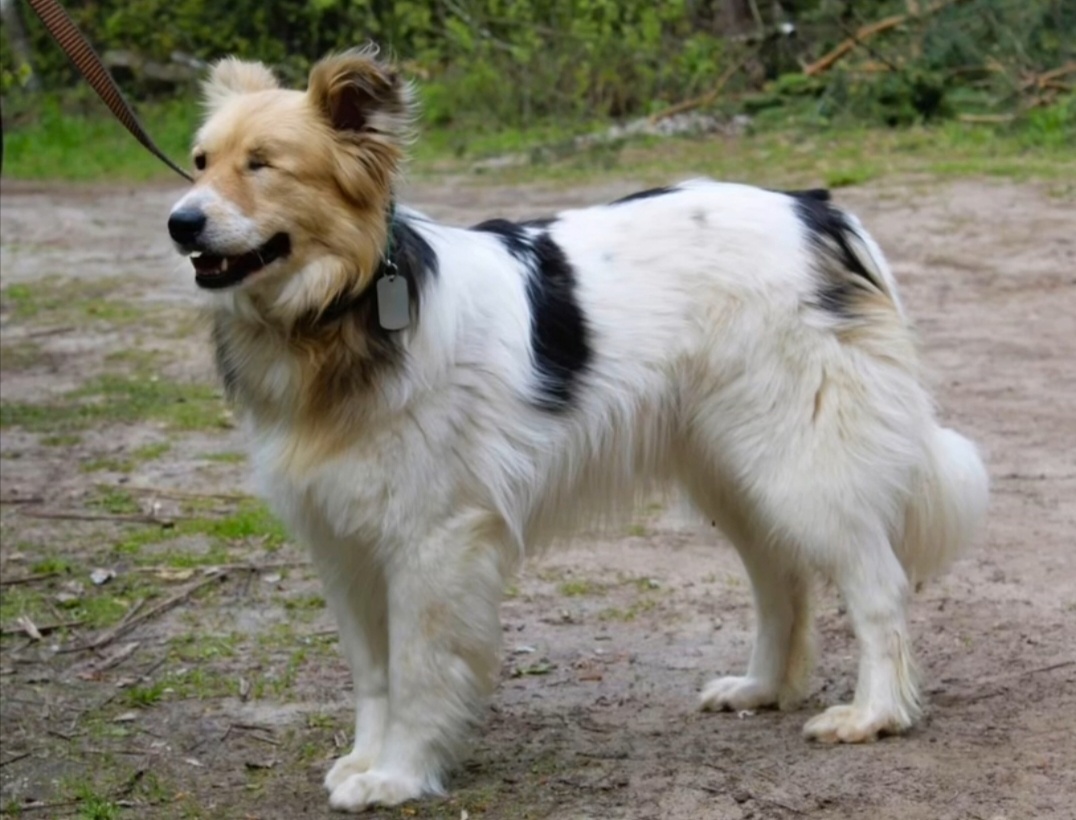 С щенячьего возраста он жил 4 года на передержке, ждал , когда за ним придут папа и мама.