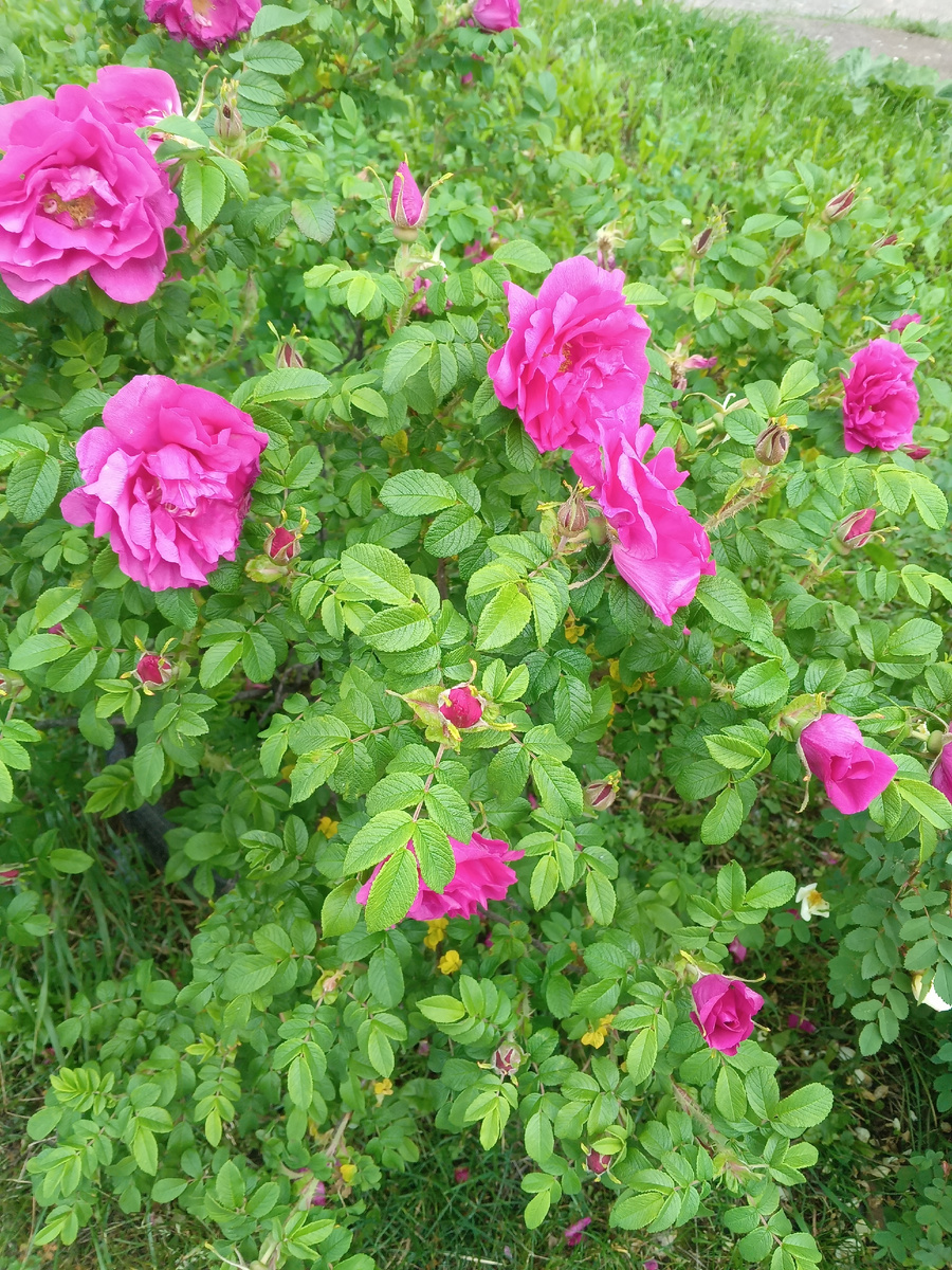 фото автора: такая красота в нашем дворе