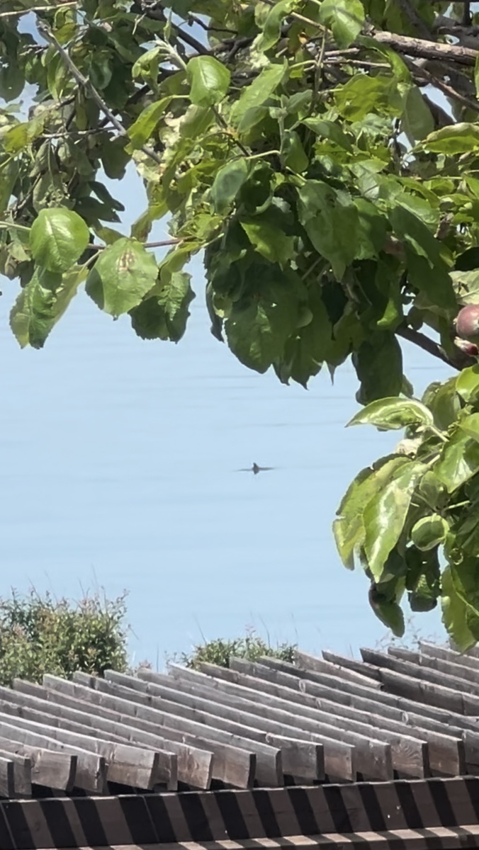 Дельфины играют в прятки, а я играю в «не упади в море на скользких камнях».