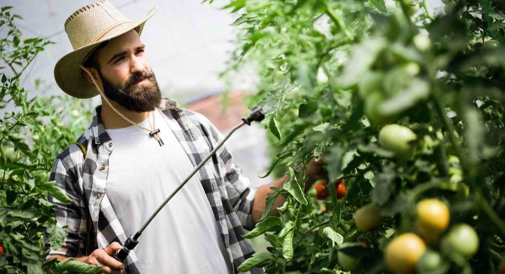 Опрыскиваю зеленые томаты йодной водой 3 раза за июль. Буреют на кусте быстрее соседских на 12 дней