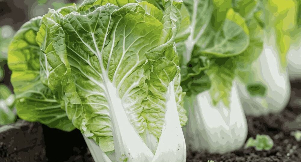 Июльские посадки пекинской капусты: как получить сочные кочаны к осени