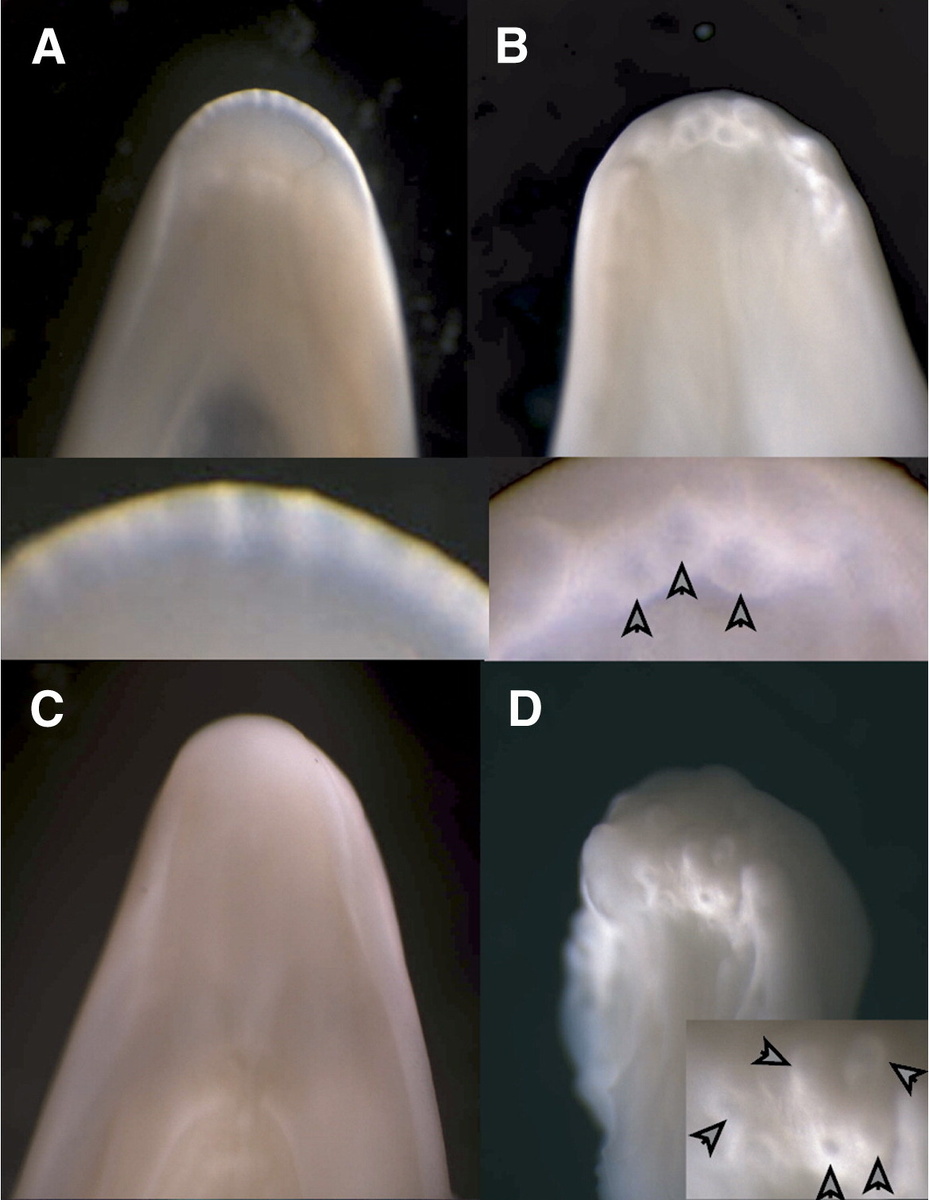 Рисунок 1. Ротовые придатки у мутанта talpid2. Формирование меристических кожных придатков на дистальной части нижней (B) и верхней (D) челюсти цыпленка E16 talpid2  и экземплярах дикого типа (A и C). Увеличенные изображения образований на дистальном конце челюсти показаны на вставках; меристические конические выросты мутанта обозначены стрелками [Harris 2006].