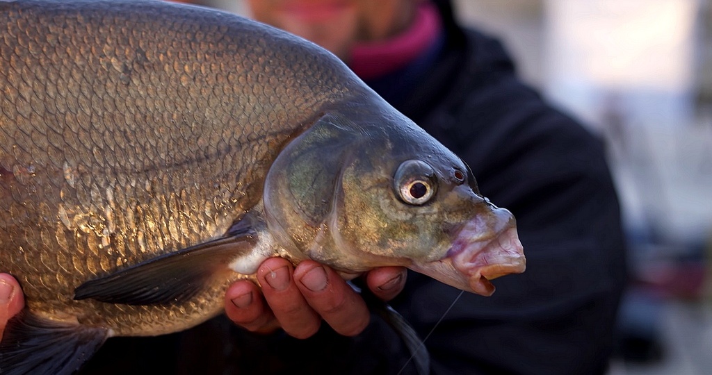 ТОП 5 насадок на леща в июле.