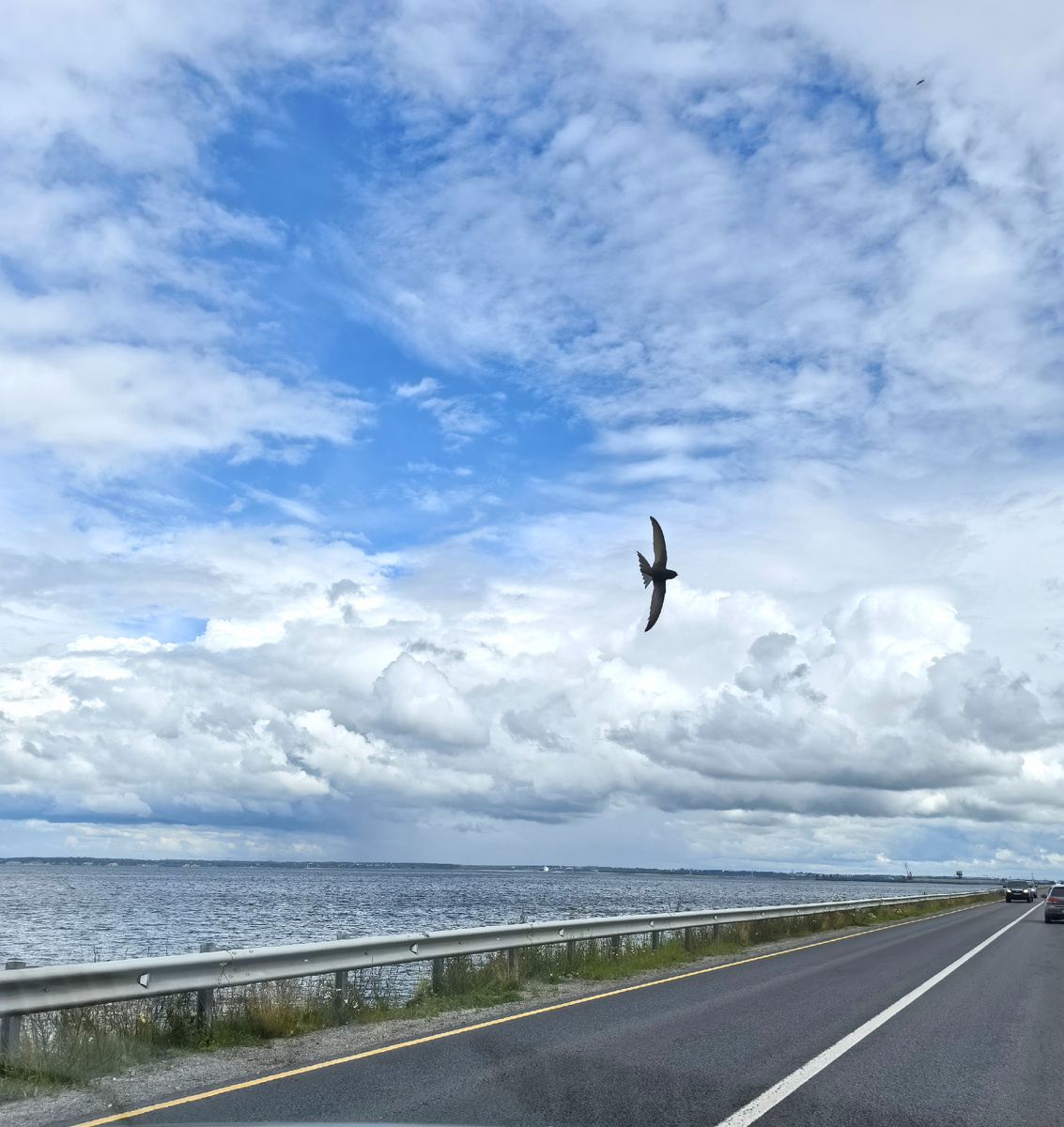 Птичку поймала.