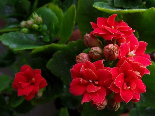 Комнатные растения, цветущие круглый год, приносят не только эстетическое удовольствие, но и имеют множество практических преимуществ.