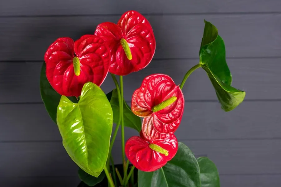 Антуриум (Anthurium)