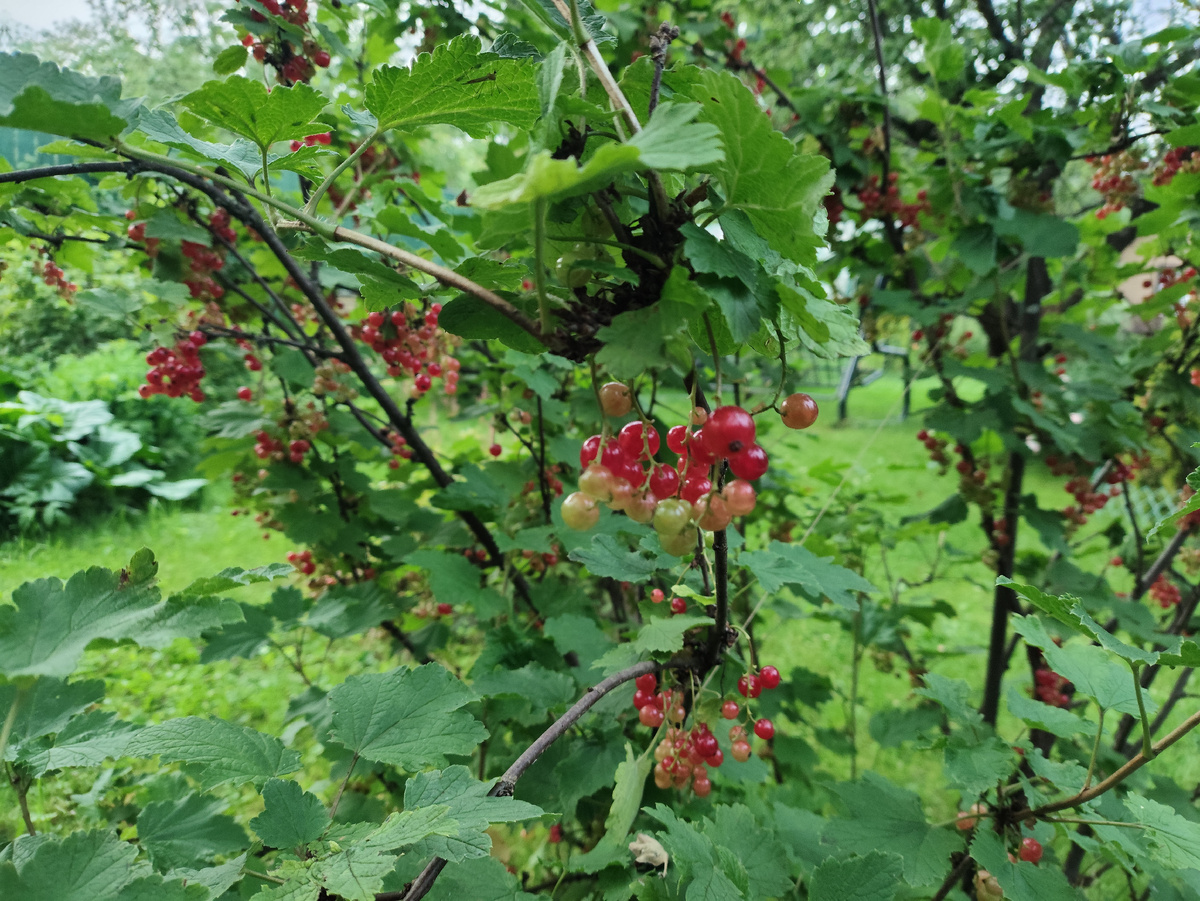 Красная смородина заморозка