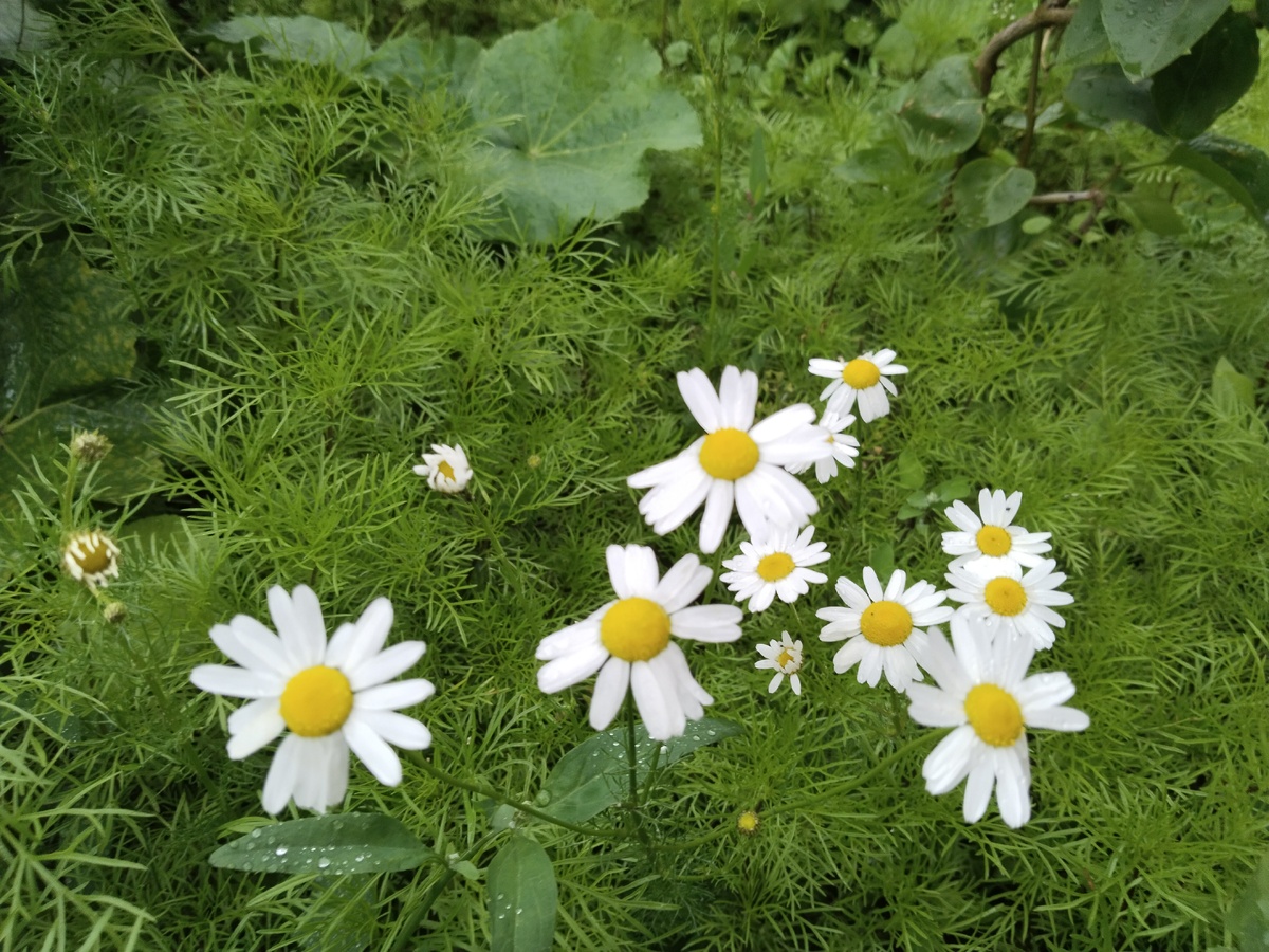 Ромашки в каплях дождя цветут под окном