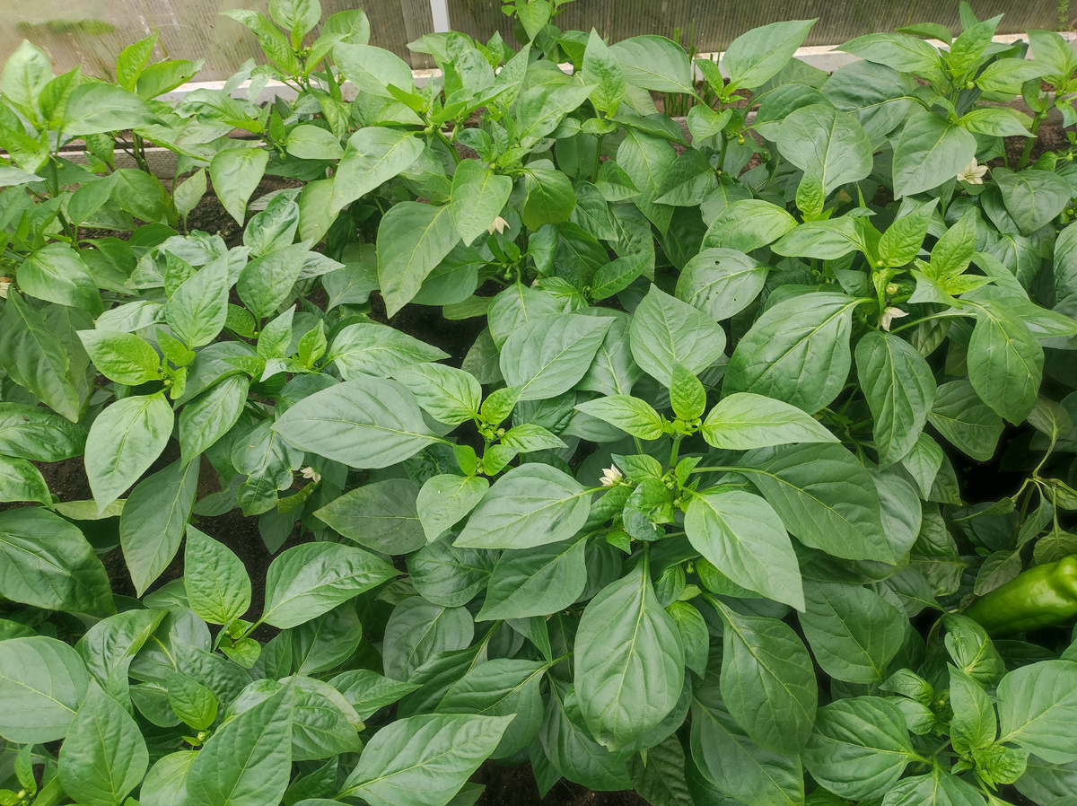 Фото автора, сладкий перец в теплице, конец июня 2025 года