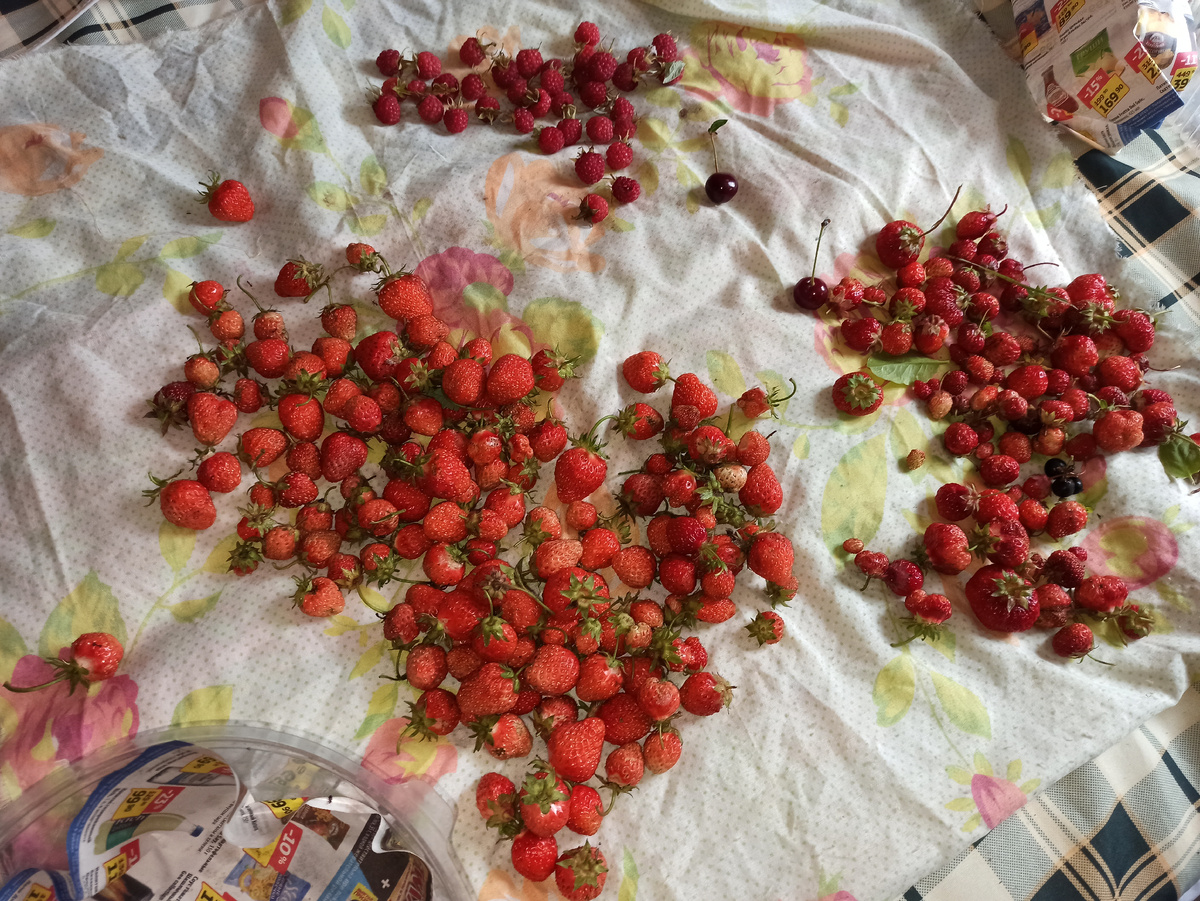 Фото автора. Подсушивюот влаги собранную клубнику
