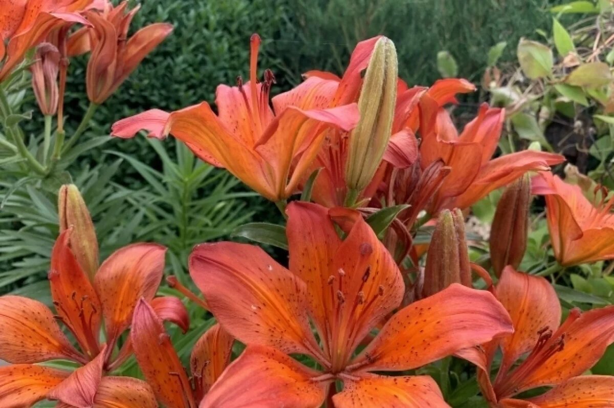    Новосибирских дачников предупредили об ужесточении правил