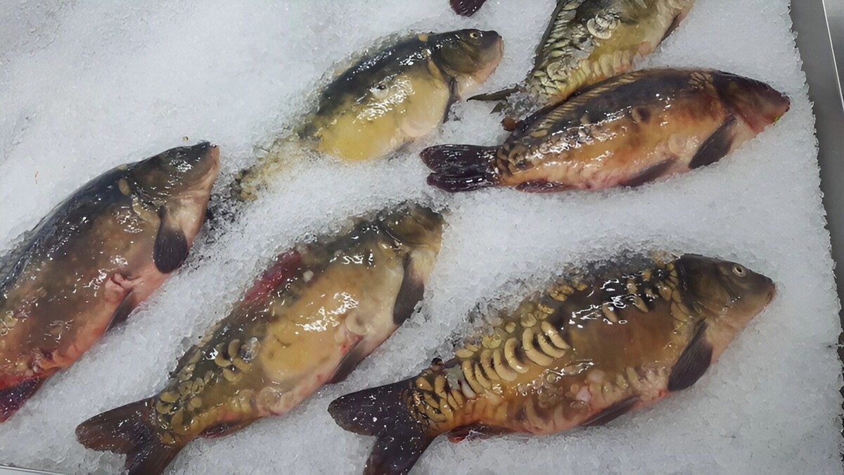     Источник: 1MI