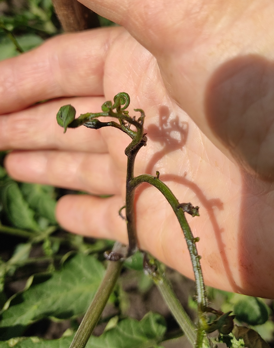 Вирус ВОМ-1 У томата