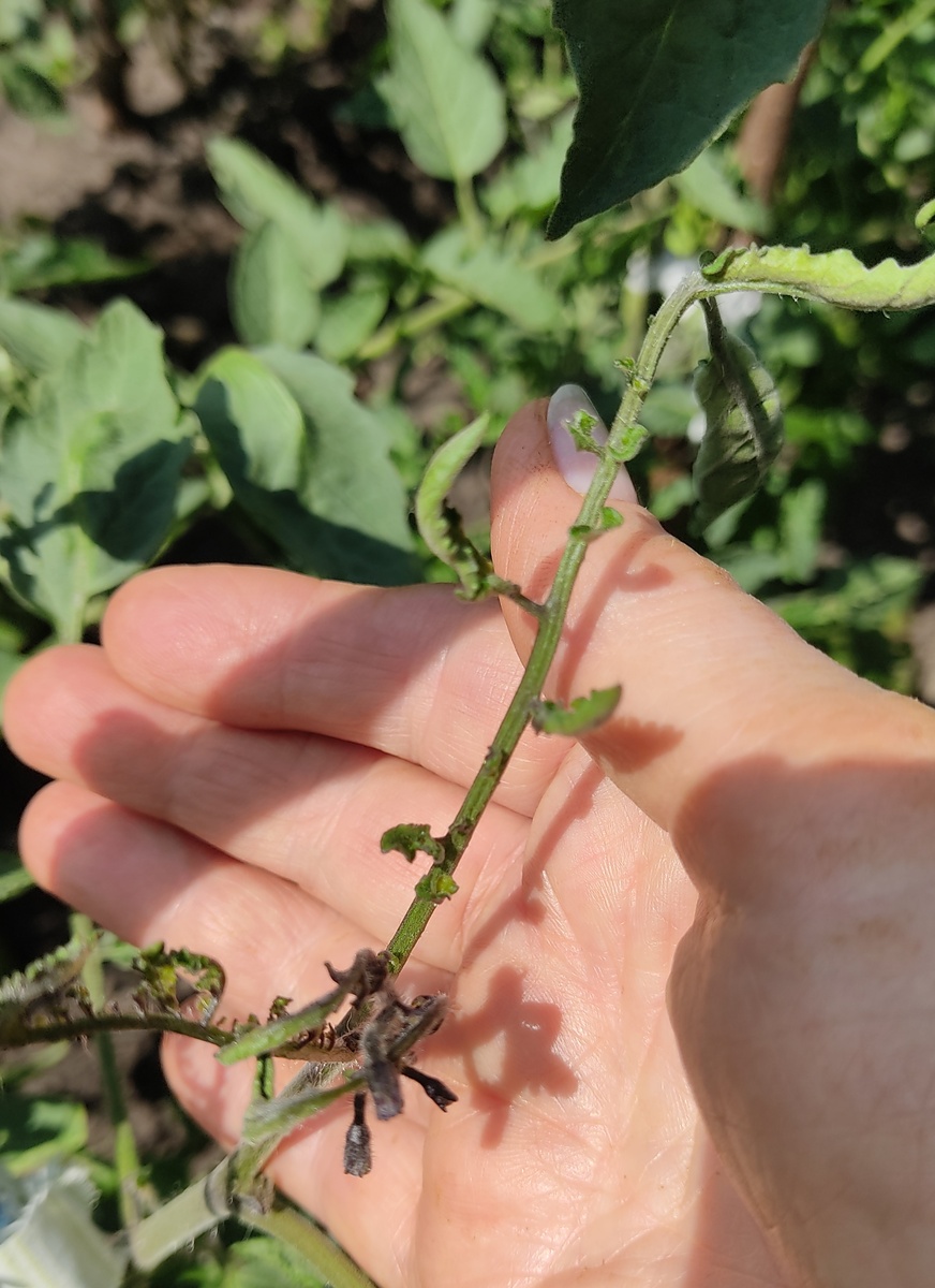 Измененный вирусом лист томата