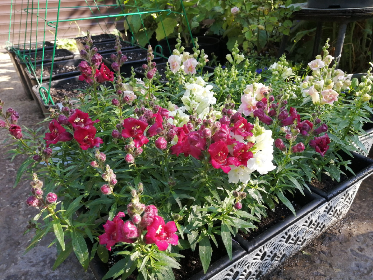 Львиный зев почти готов и уже может выходить с парковки