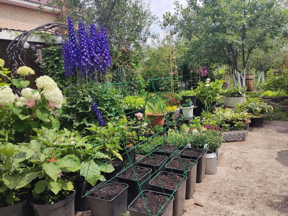 Сегодня моя парковка похожа на рынок с растениями