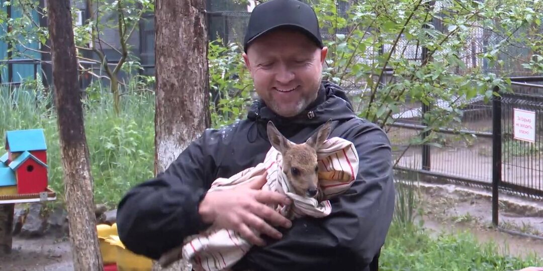 Спасенный на пожаре косуленок Миша оказался далеко не Мишей