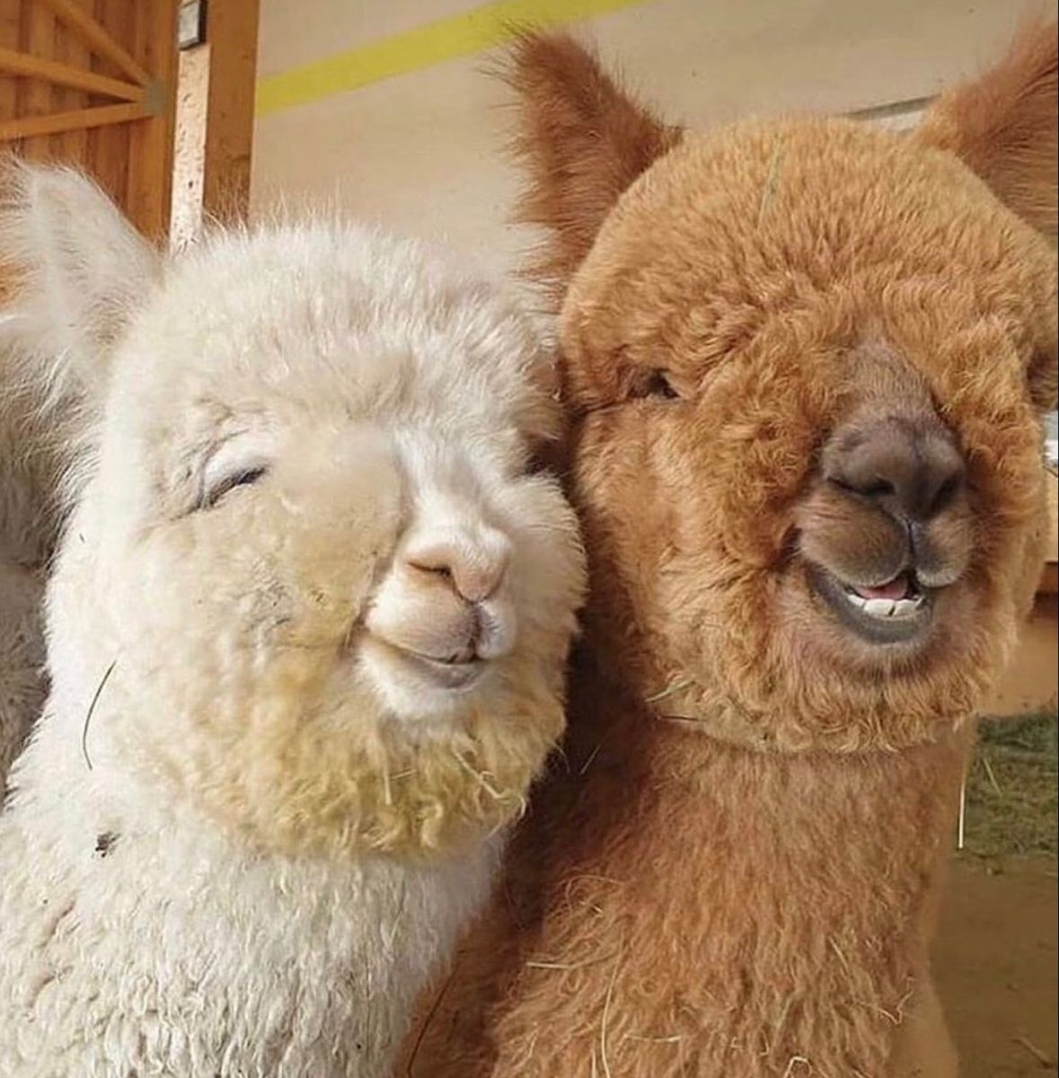 Источник: pinimg.com