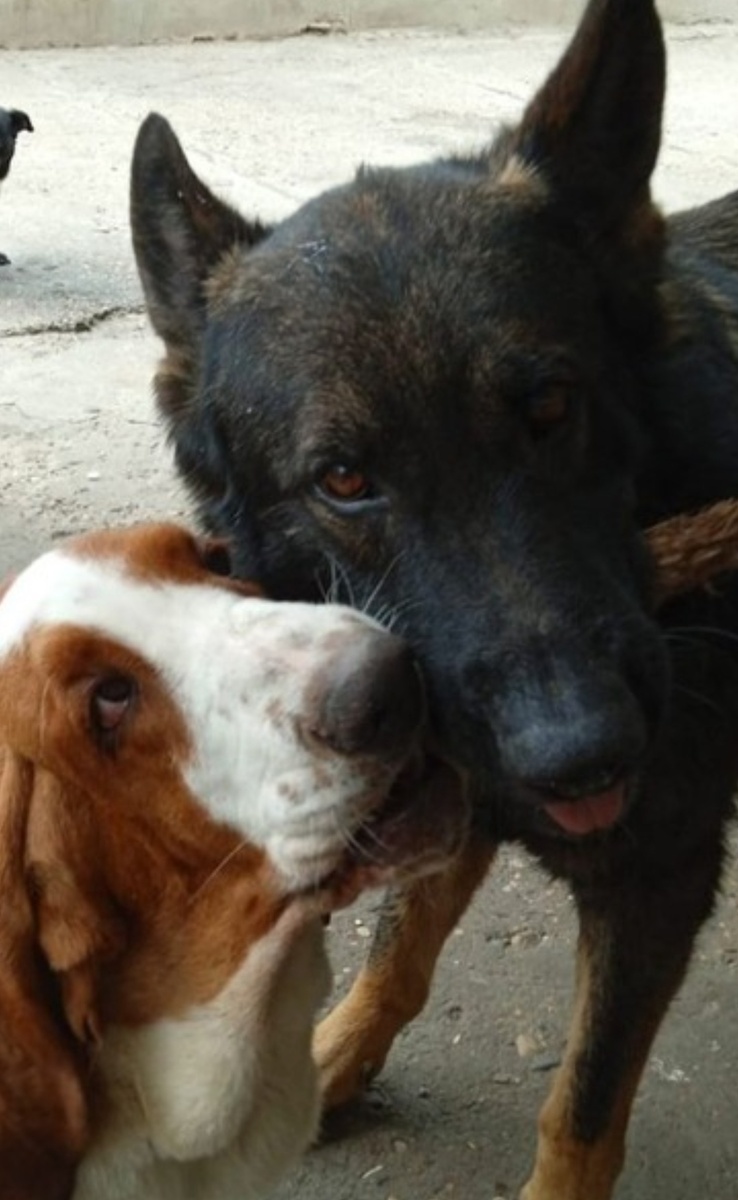 Мои пациенты, зубастые. 