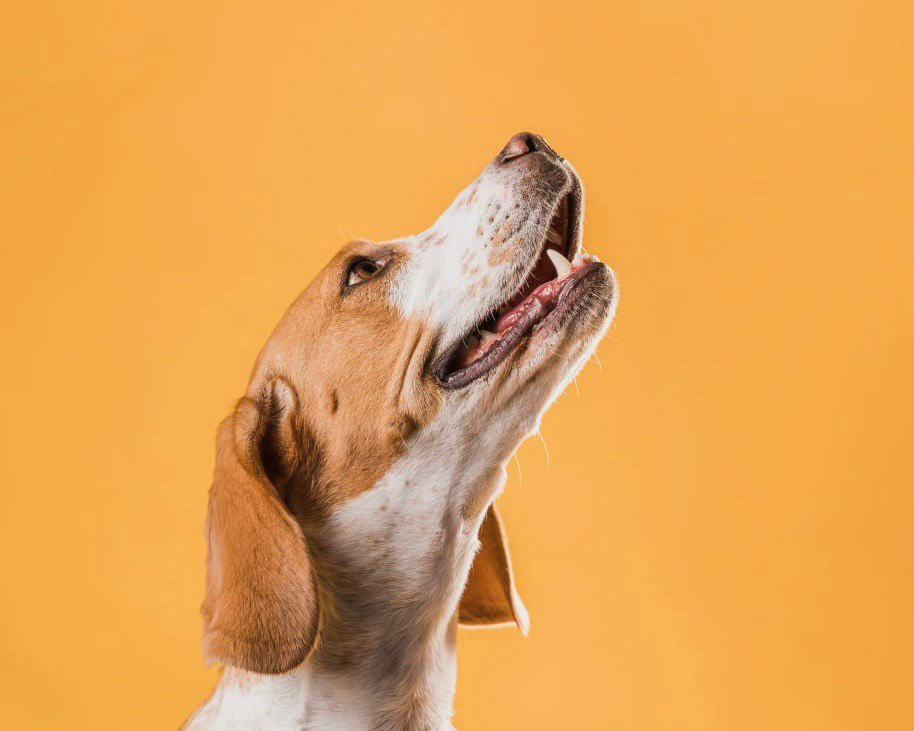 Источник: Freepik