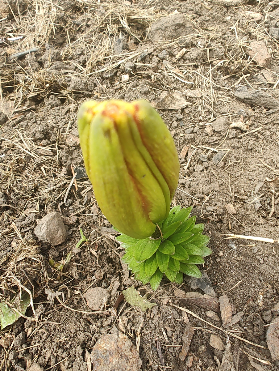 Лилия...Или не может она в таком виде так называться? Фото автора