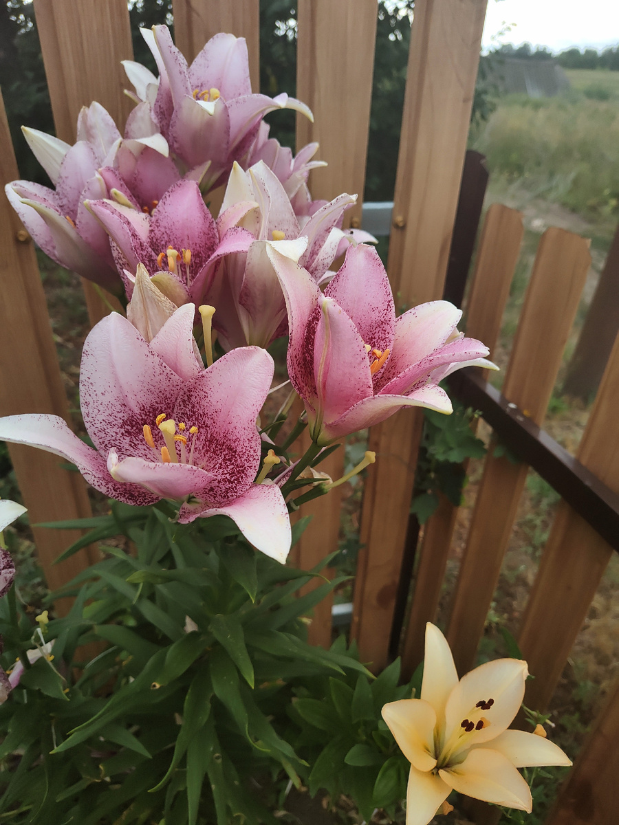 Фото прошлого года