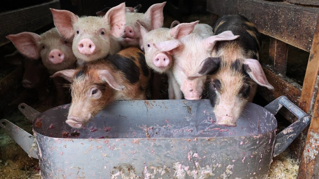    Belkin Alexey/news.ru/Globallookpress