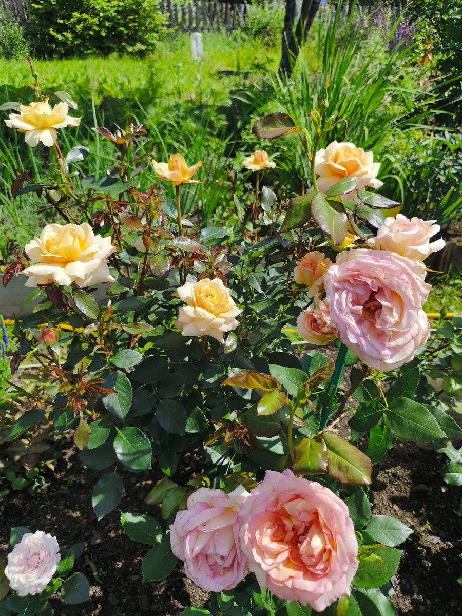 Роза Марджолен и Кокярд