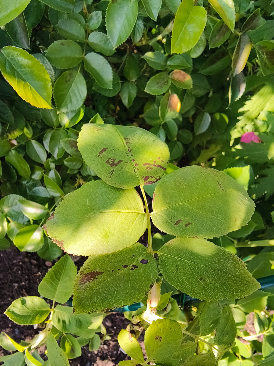 ЛМР ? на розе Поль Нейрон