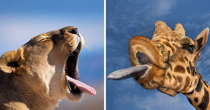 15 фотографий дикой природы, которые доказывают, что лучшие моменты никогда не бывают запланированы: Джо Нили