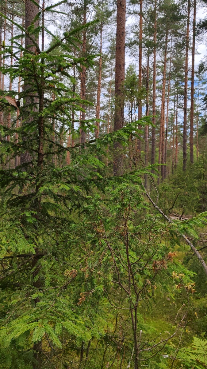 Лес встречает меня хмуро.