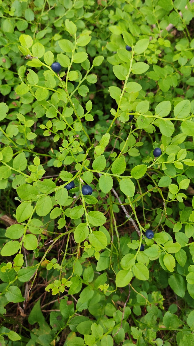 После тёплого солнечного дня черника стала слаще, налилась